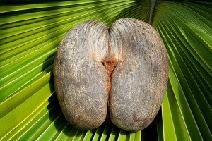 Female Coco de Mer nut