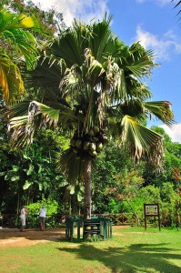 Female Coco de Mer tree